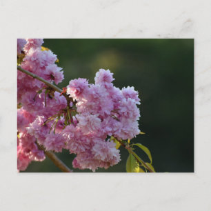 Kirschblüte  postkarte