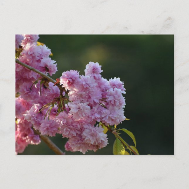 Kirschblüte  postkarte (Vorderseite)