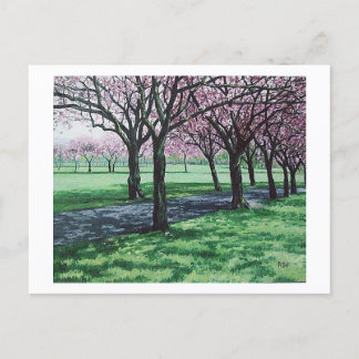 Kirschblüte. The Meadows, Edinburgh Pola.B.Alex Feiertagspostkarte