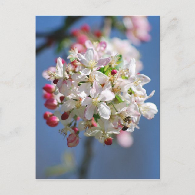 Kirschblüte und Bedeutung Postkarte (Vorderseite)