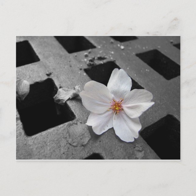 Kirschblüte und Stahl Postkarte (Vorderseite)