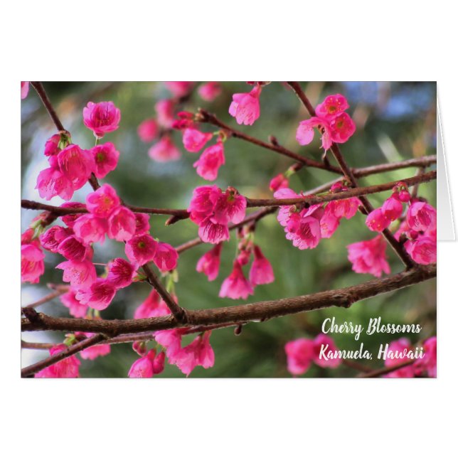 Kirschblüten (Vorderseite (Horizontal))