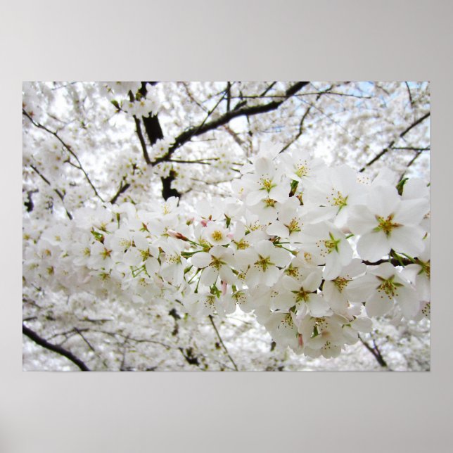 Kirschblüten 12 Poster (Vorne)