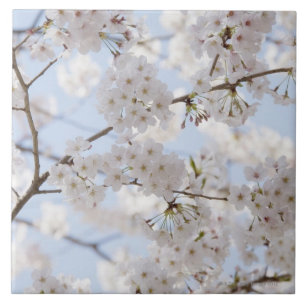 Kirschblüten 2 fliese