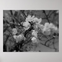 Kirschblüten am Himmel, schwarz-weiß
