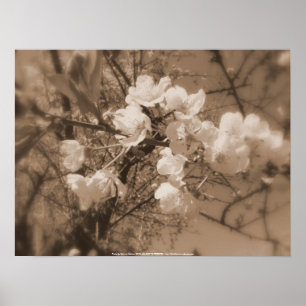 Kirschblüten am Himmel, Sepia Poster
