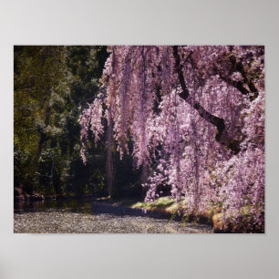 Kirschblüten auf Bäumen über Wasser, kleine Poster