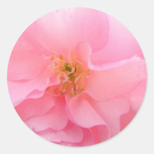 Kirschblüten-Aufkleber Runder Aufkleber