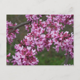 Kirschblüten bei Jefferson's Monticello Postkarte