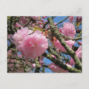 Kirschblüten, Blauer Himmel Postkarte
