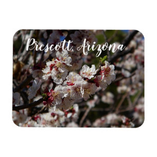 Kirschblüten blühen in Prescott, Arizona Magnet