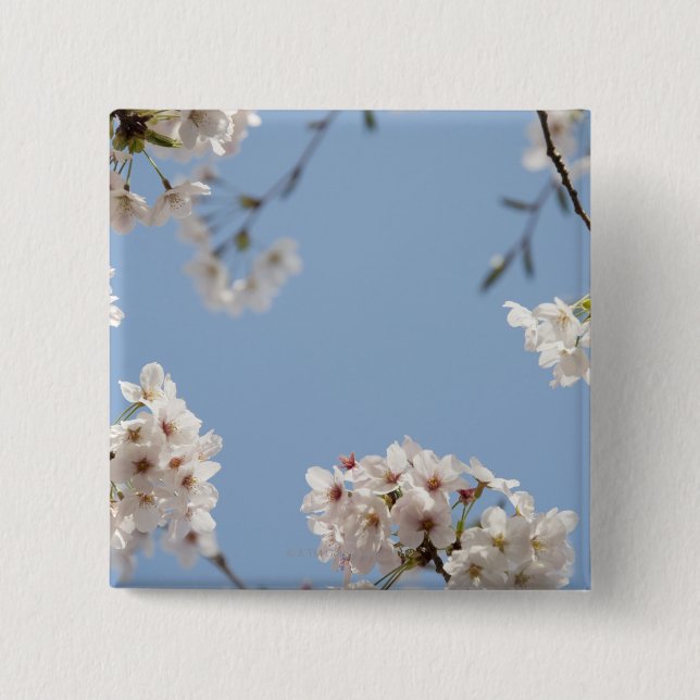 Kirschblüten Button (Vorderseite)