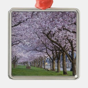 Kirschblüten entlang des Willamette-Flusses, USA Silbernes Ornament