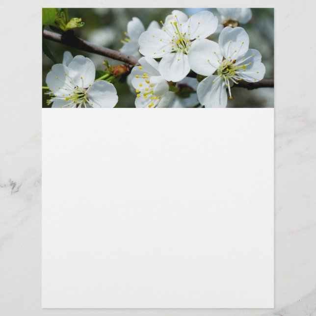 Kirschblüten Flyer (Vorne)