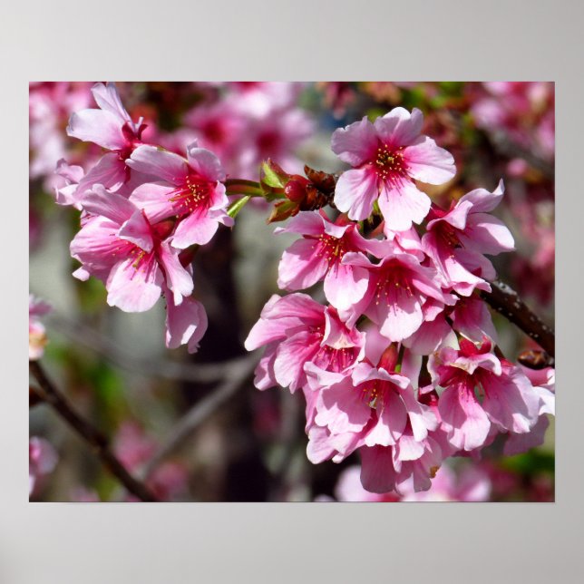 Kirschblüten Foto Print Poster (Vorne)