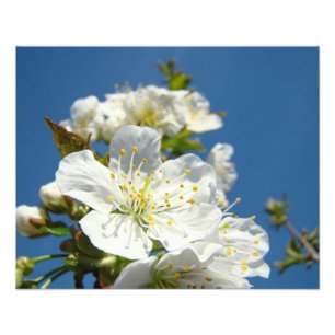 Kirschblüten Fotodrucke Frühlingsblumen Fotodruck