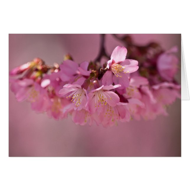 Kirschblüten Frühjahr 2012 Bekleidung & Geschenke (Vorderseite (Horizontal))