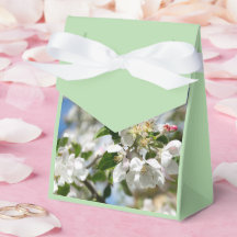 Kirschblüten.