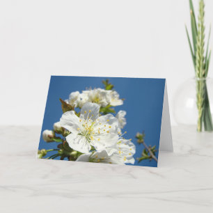 Kirschblüten Grußkarten Blauer Himmel Frühling Feiertagskarte