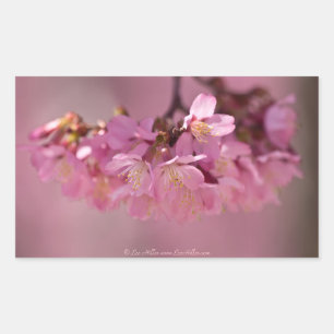Kirschblüten-Heißes Quellen 2012 Bekleidung & Gesc Rechteckiger Aufkleber