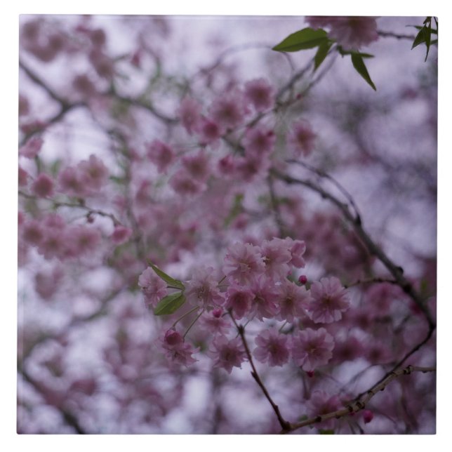 Kirschblüten im Brise 3D-Effekt Fliesen 6x6" (Vorderseite)