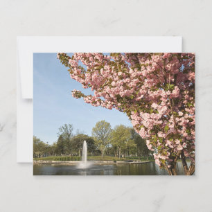 Kirschblüten im Lincoln Park Postkarte