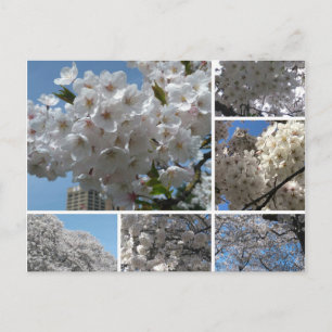 Kirschblüten in blühender Postkarte