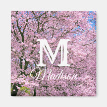 Kirschblüten in Blüte