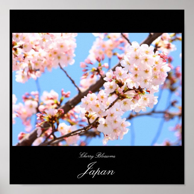 Kirschblüten in Japan Poster (Vorne)