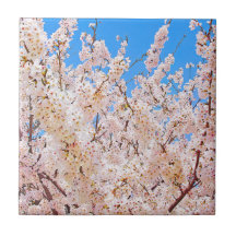 Kirschblüten in Vollblut