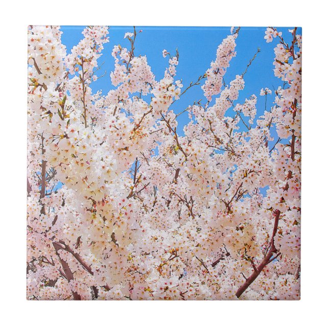 Kirschblüten in Vollblut Fliese (Vorderseite)