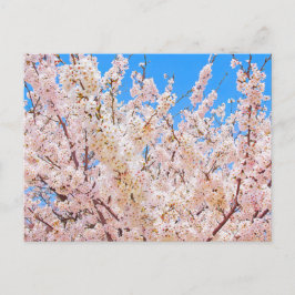 Kirschblüten in voller Blüte Postkarte