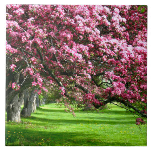 Kirschblüten Japan floral rosa hübsch einzigartig Fliese