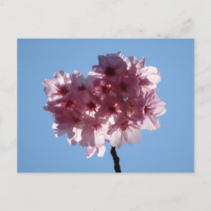 Kirschblüten: Japan Postkarte