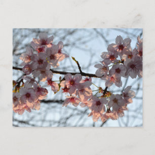 Kirschblüten: Japan Postkarte