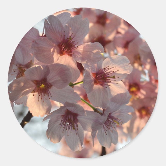 Kirschblüten: Japan Runder Aufkleber (Vorderseite)