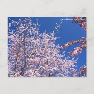 Kirschblüten: Jugatsu-zakura [Postkarte] Postkarte