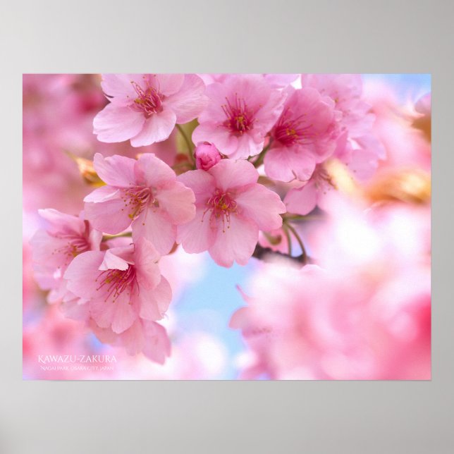 Kirschblüten"Kawazu-zakura": Poster (Vorne)