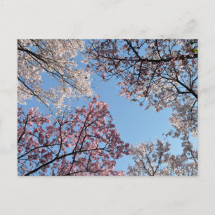 Kirschblüten-Kronendach: Tokio, Japan Postkarte