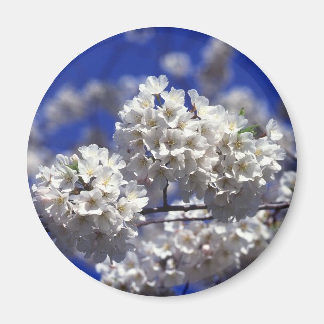 Kirschblüten-Kühlschrank-Magnet Magnet (Vorne)