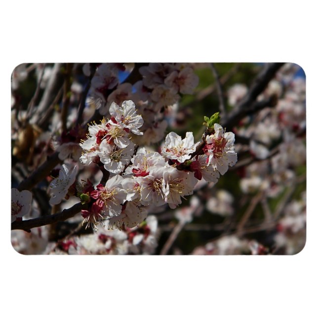 Kirschblüten Magnet (Horizontal)