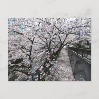 Kirschblüten: Meguro-Fluss, Tokio Postkarte