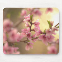 Kirschblüten