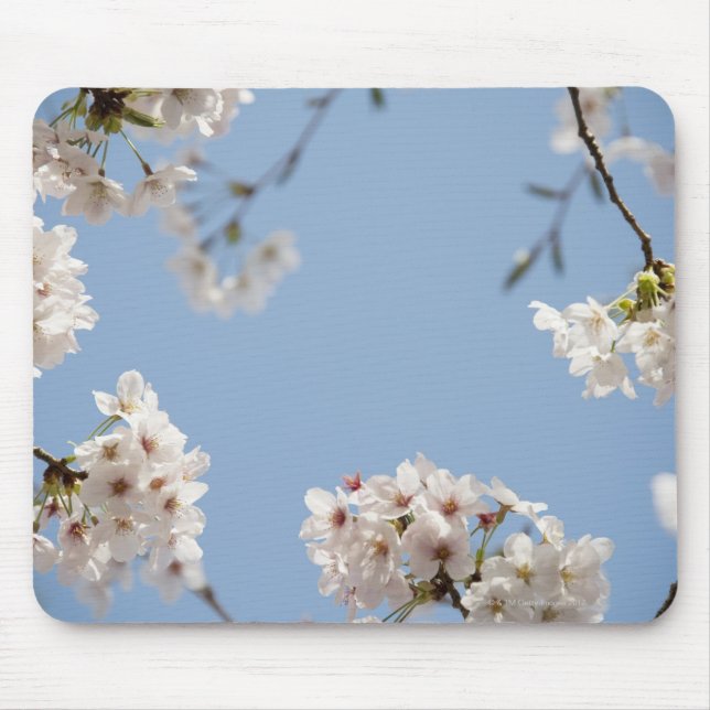 Kirschblüten Mousepad (Vorne)