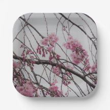Kirschblüten