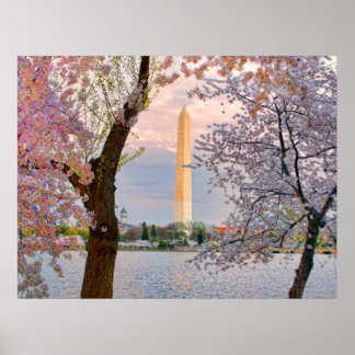 Kirschblüten Poster