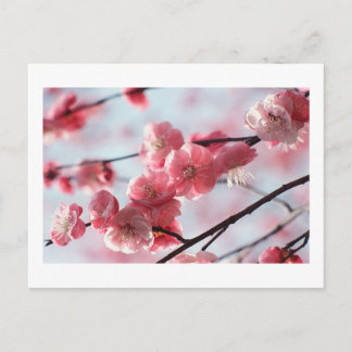 Kirschblüten Postkarte