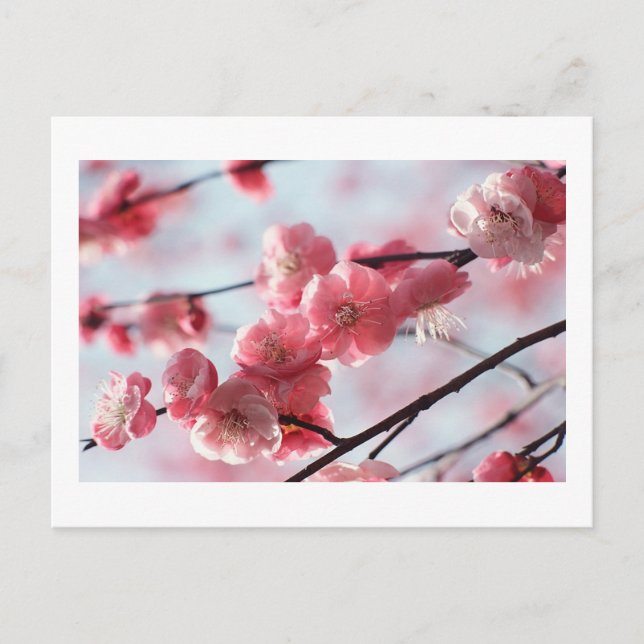 Kirschblüten Postkarte (Vorderseite)