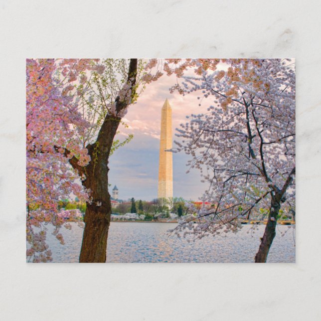 Kirschblüten Postkarte (Vorderseite)
