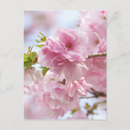 Kirschblüten Postkarte